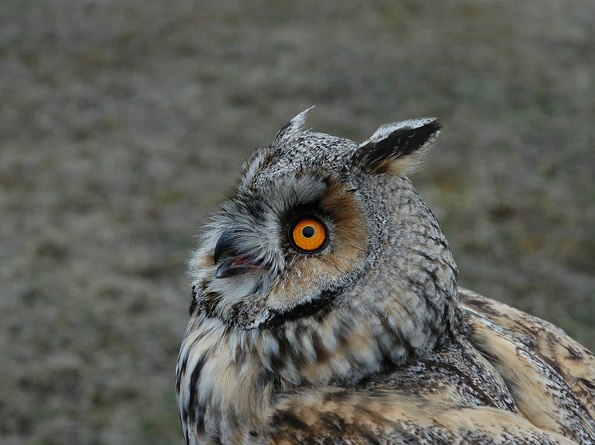 Long-eared Owl, Sundre 20060426